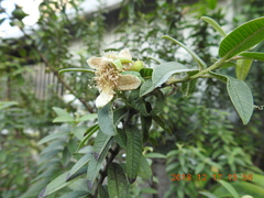 Psidium