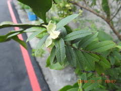 Psidium