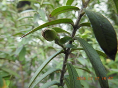 Psidium
