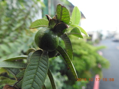 Psidium