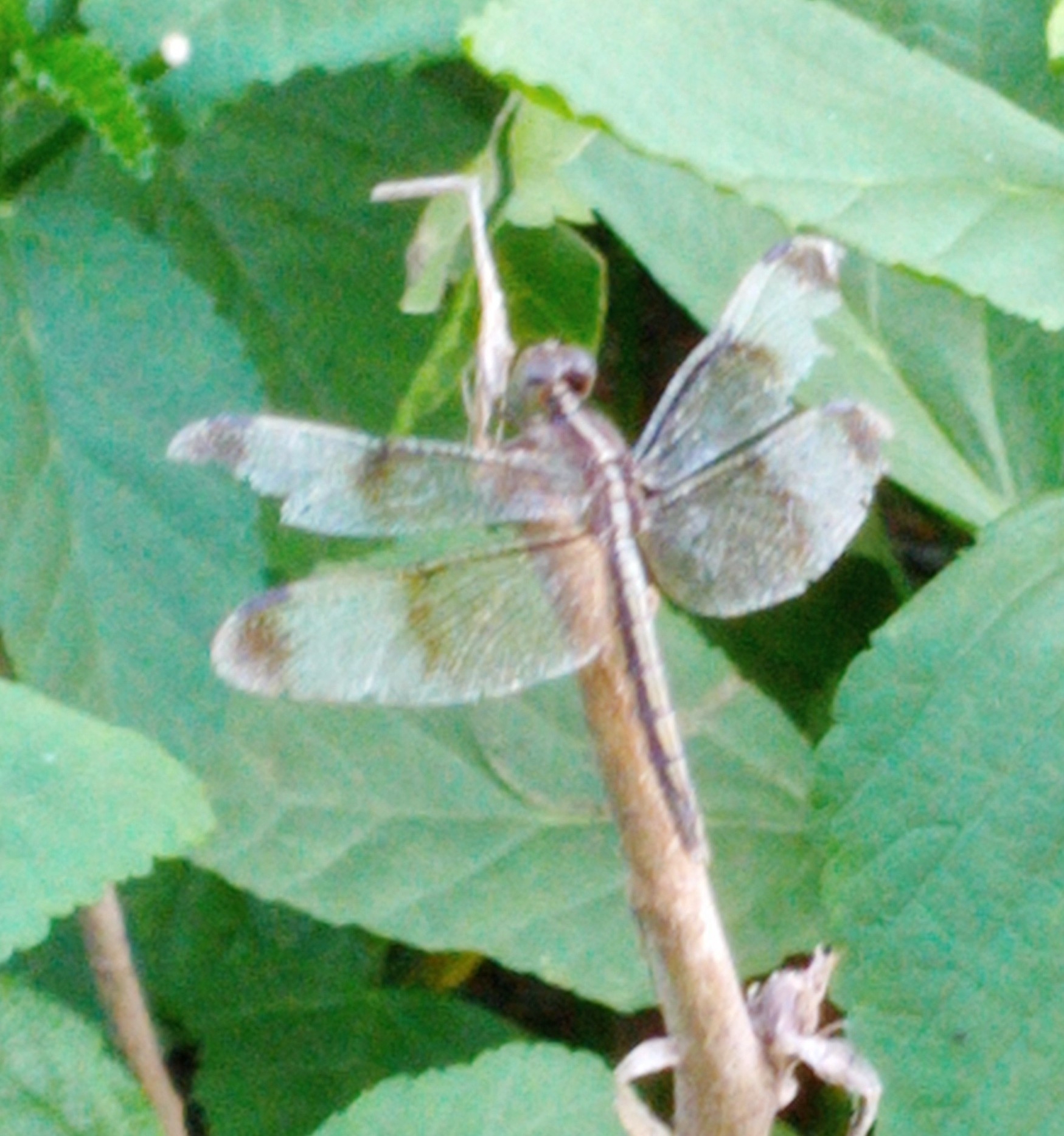 Pied Paddy Skimmer