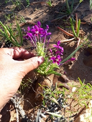 Lapeirousia pyramidalis regalis