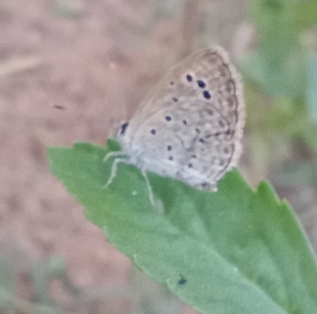 Dark Grass Blue