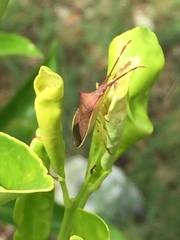 Gonocerus insidiator