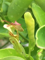 Gonocerus insidiator