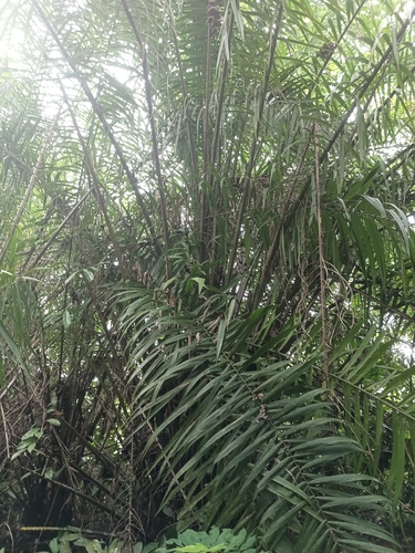 African oil palm