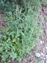 Digitalis micrantha