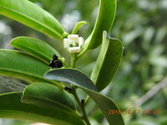Diospyros kotoensis