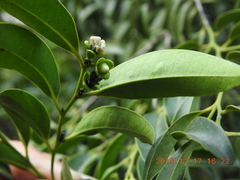 Diospyros kotoensis
