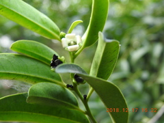 Diospyros kotoensis