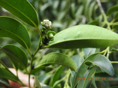 Diospyros kotoensis