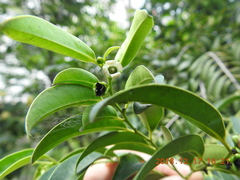 Diospyros kotoensis