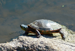 Chrysemys picta