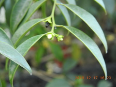 Diospyros kotoensis