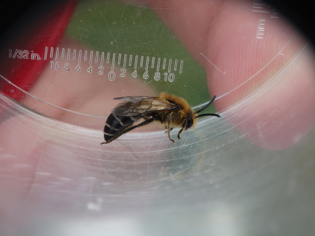 Colletes albomaculatus