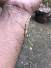 Bacillidae