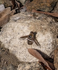 Exoprosopa rostrifera