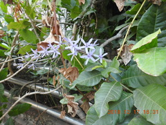 Petrea volubilis