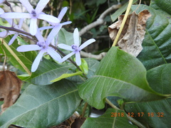 Petrea volubilis