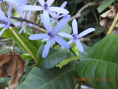 Petrea volubilis