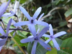 Petrea volubilis