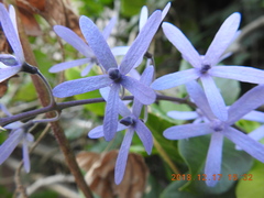 Petrea volubilis