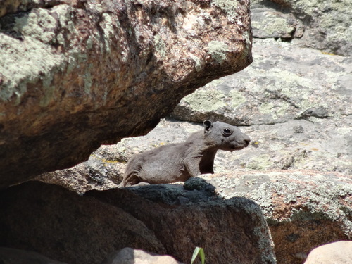 Yellow-bellied Marmot (Marmota flaviventris), a species recorded in Utah