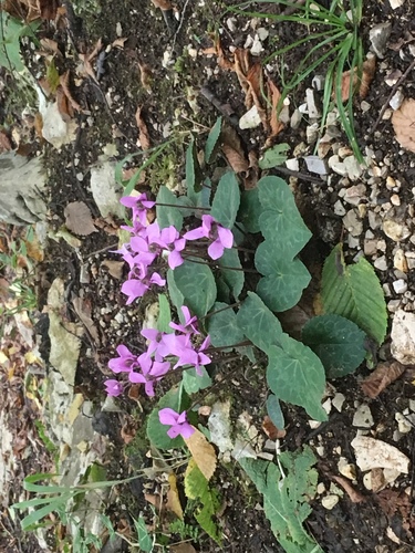 križalina (Cyclamen purpurascens)