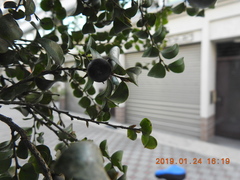 Diospyros kotoensis