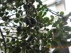 Diospyros kotoensis