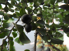 Diospyros kotoensis