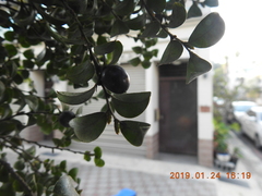 Diospyros kotoensis