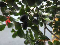 Diospyros kotoensis