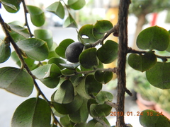 Diospyros kotoensis