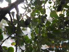Diospyros kotoensis