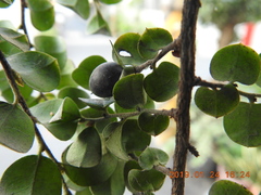 Diospyros kotoensis