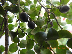 Diospyros kotoensis