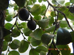 Diospyros kotoensis