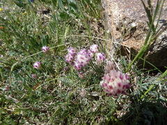 Trifolium dasyphyllum