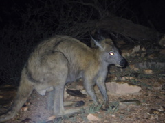 Osphranter robustus erubescens