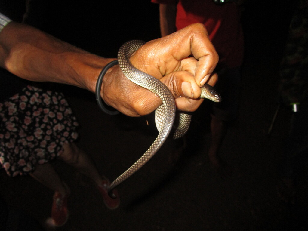 Bird's Head Peninsula Groundsnake from Ianu, Abau District, Central