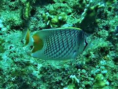 Chaetodon xanthurus