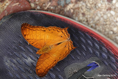 Vindula dejone erotella