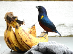 Euphonia pectoralis