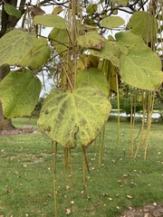 Magnoliopsida