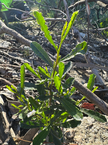 Dodonaea viscosa observed 2025-05-09