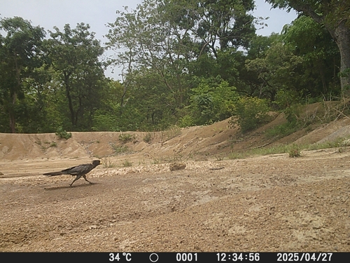 Western Plantain-eater