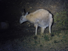 Osphranter robustus erubescens