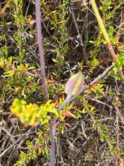 Calochortus weedii weedii