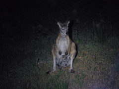 Osphranter robustus erubescens